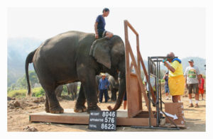 Soulevé d'un éléphant avec une plateforme Soulevé d'un éléphant avec une plateforme